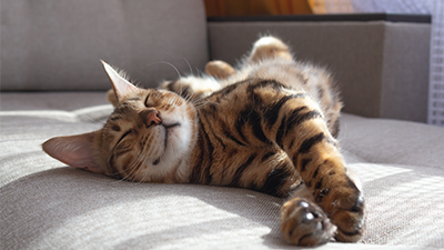 Pet Policy for Cats