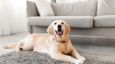 Pet Policy for Dogs
