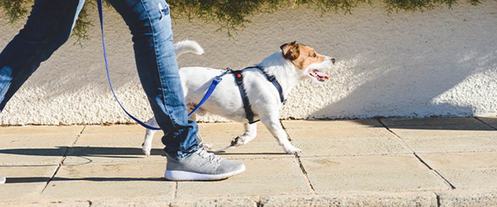 Los Angeles Pet Friendly Neighborhood