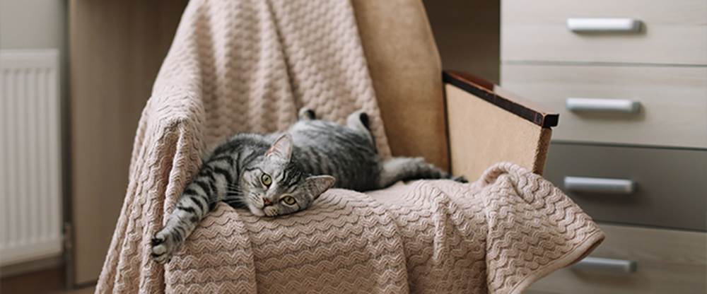 Orange County Pet Friendly Neighborhood