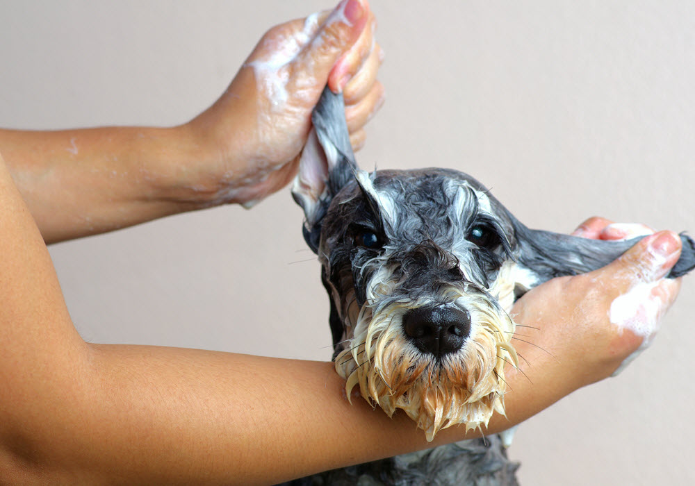 Dog being washed.