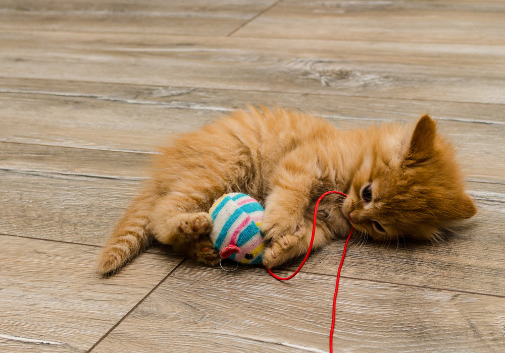 Cat playing with ball and string on apartment floor.