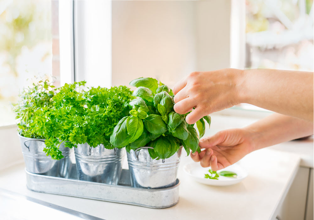 A Burst of Flavor at Your Fingertips: Herb Gardens for Fresh Ingredients