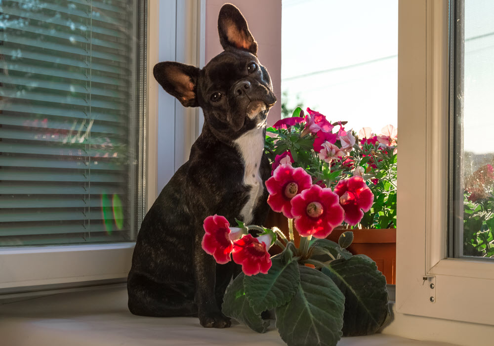 Dog posing next to spring houseplants.