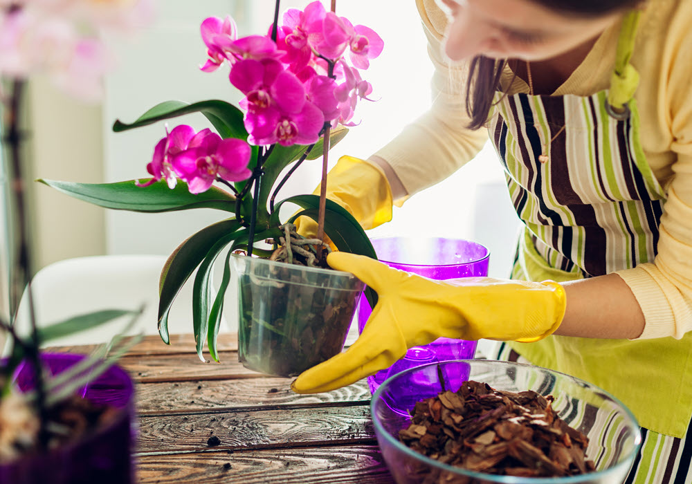 Moth Orchids