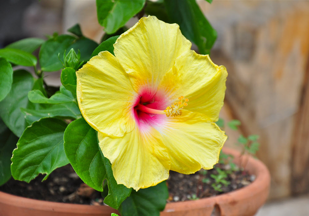 Hibiscus