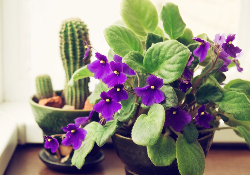 African Violet