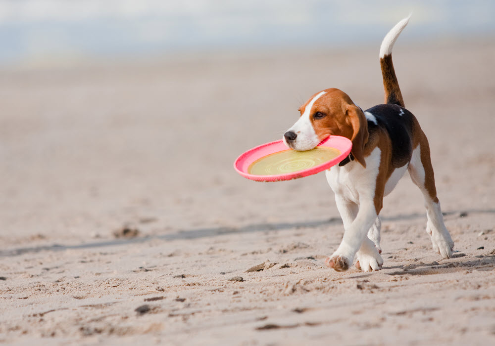 Dog with frisbee in mouth at the beach.