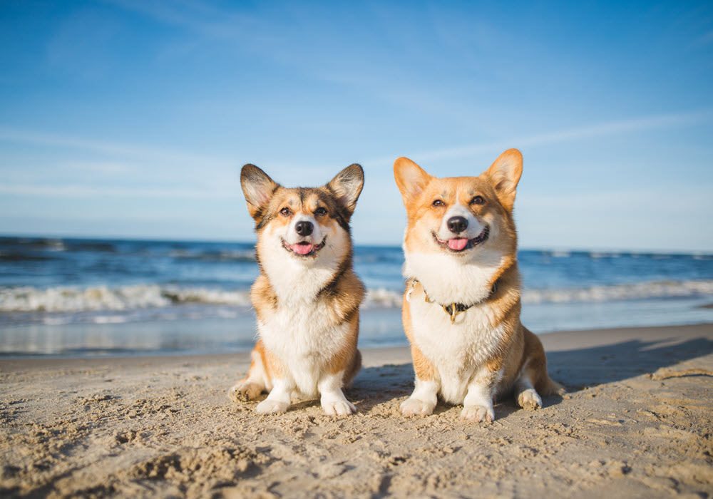 Two corgis posed at a Northern California beach.