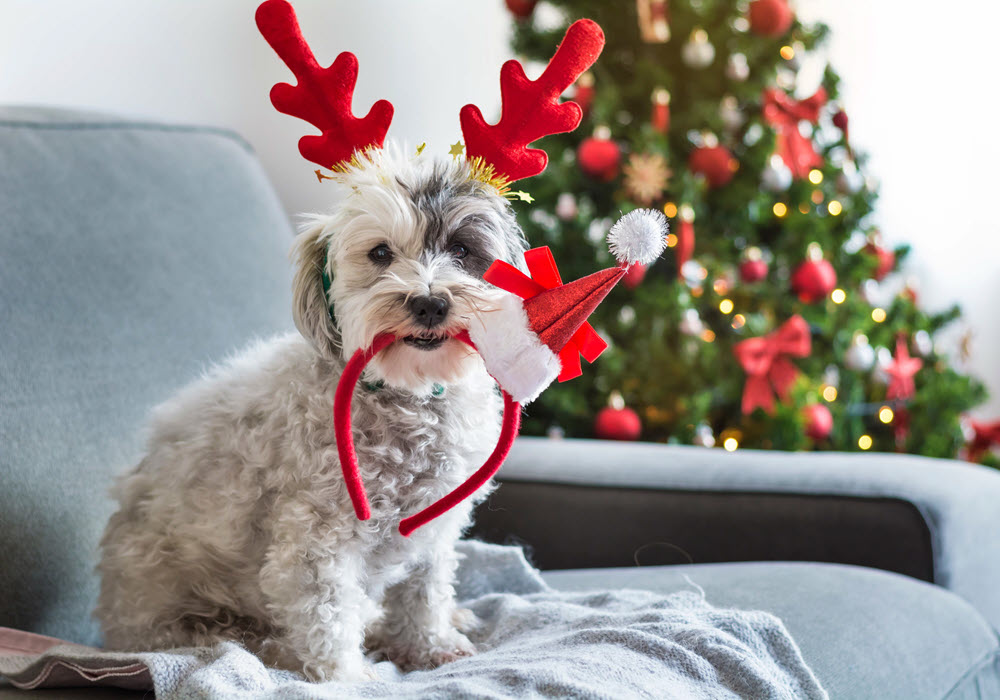 Festive dog with reindeer ears, featuring Christmas tree in the background.