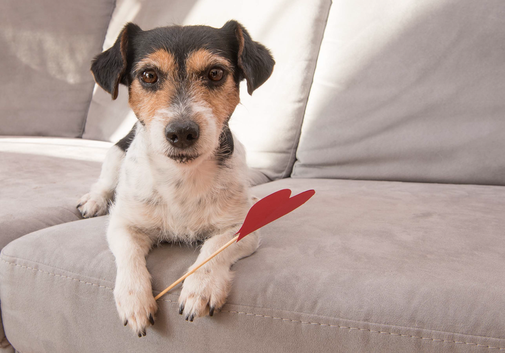 Pets enjoy Valentine's Day too.