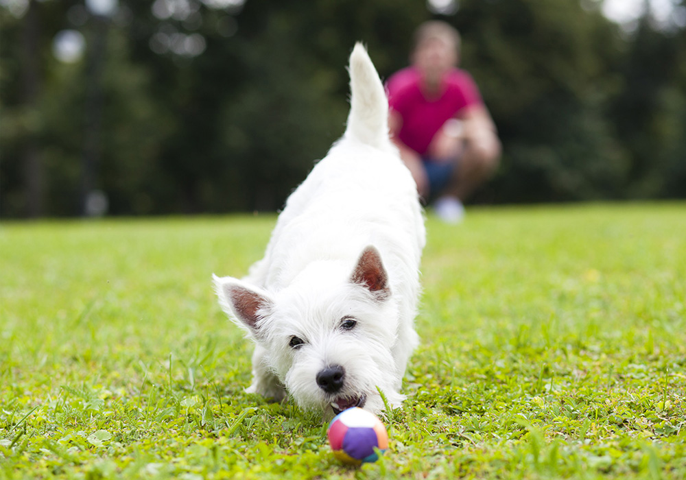 Rental Property Pet Parks: Tail-Wagging Spaces for Furry Friends