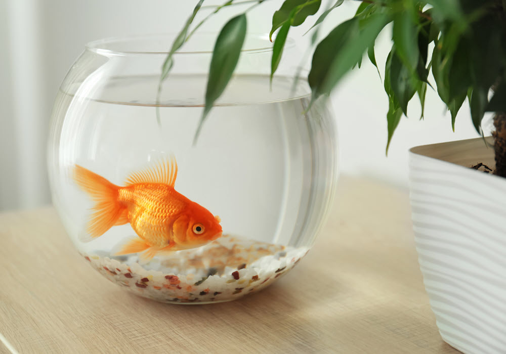 Goldfish in an apartment home