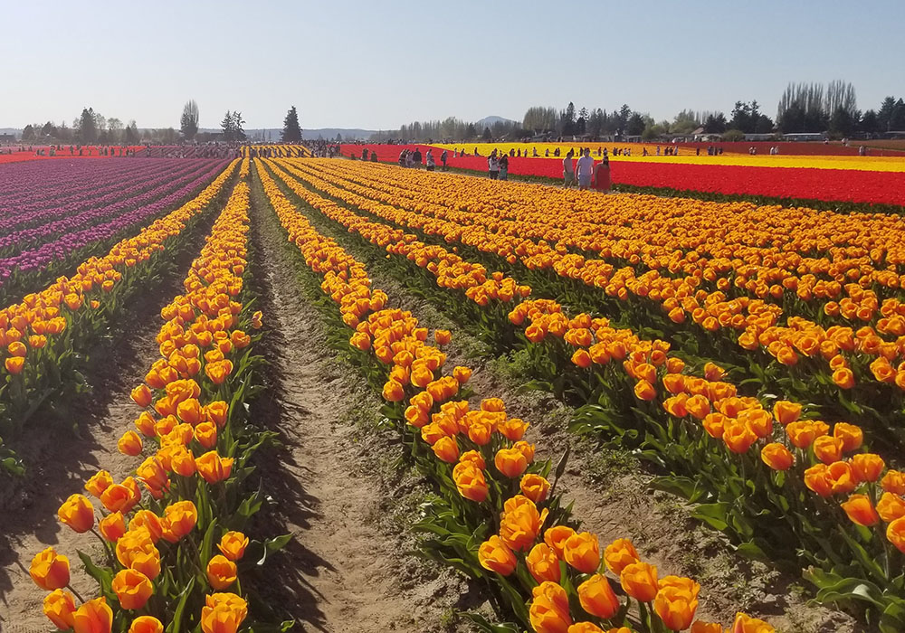Best Day Trips from Seattle This Spring Tulips Blooming