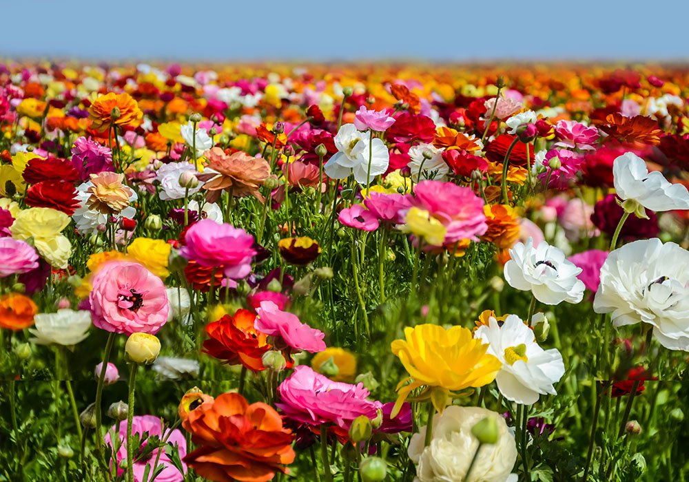 Southern California Parks and Nature Attractions 4