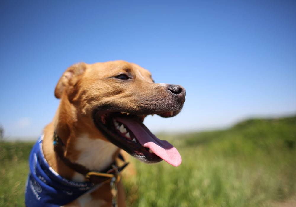 Orange County Parks are Dog Friendly