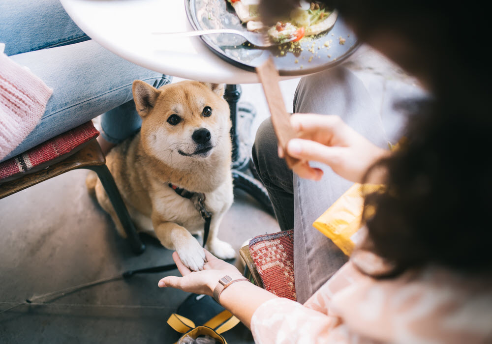 LA Pet Friendly Neighborhoods for People Who Love Their Pets