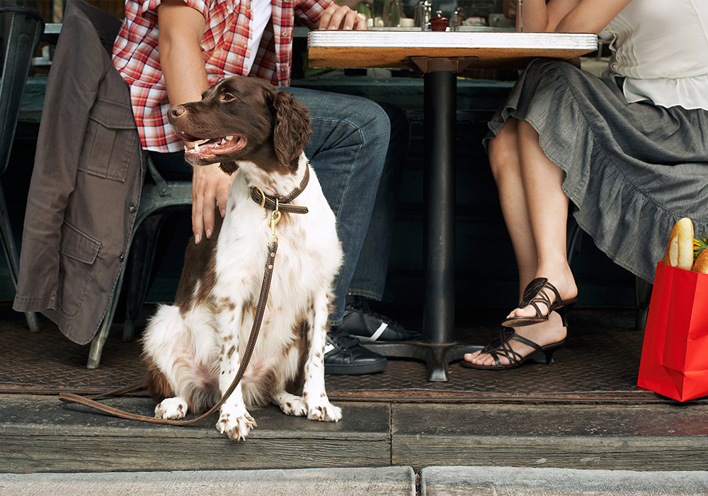 Dogs are welcome at some restaurants especially when the tables are outside.