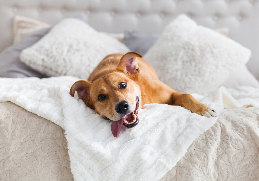 Dog enjoying snuggling in bed.