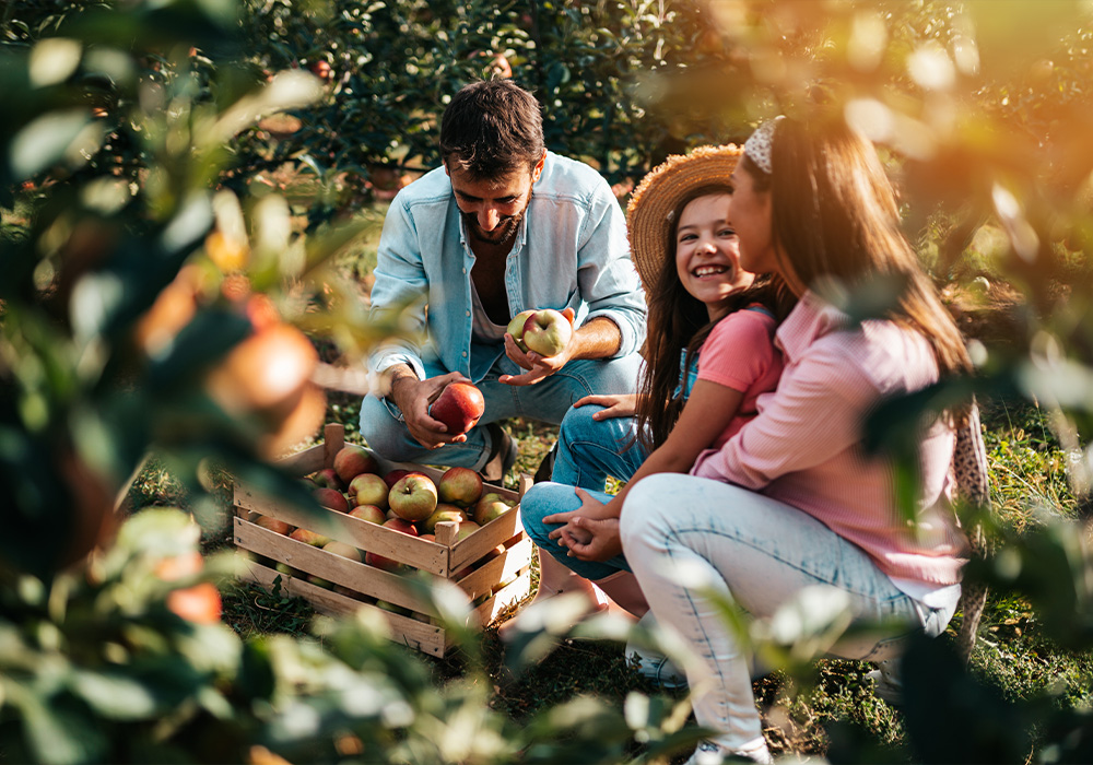 Apple picking