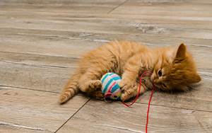 Orange kitten playing with toy.