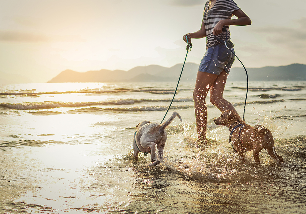 Woman walking dogs on the beach